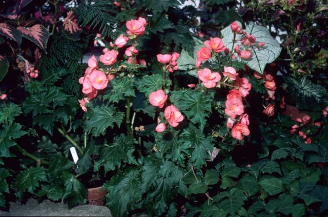B. ‘Northern Sunset’